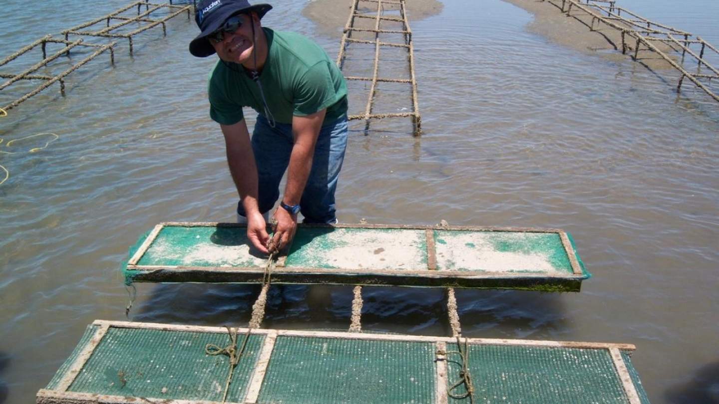 Impartirá Gobierno de Sonora curso a productores de ostión